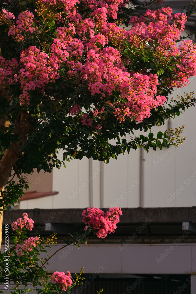 Fototapeta premium 街角の百日紅咲く20240804