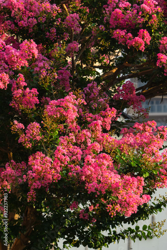 Wallpaper Mural 赤い花咲くサルスベリ20240804-1 Torontodigital.ca