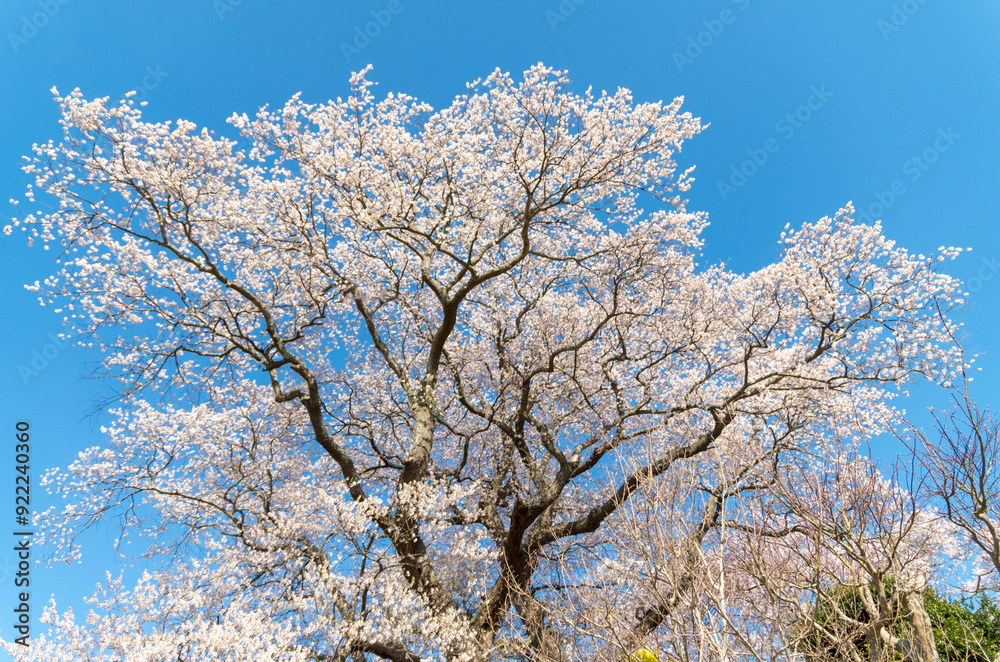 空と桜 空と桜
