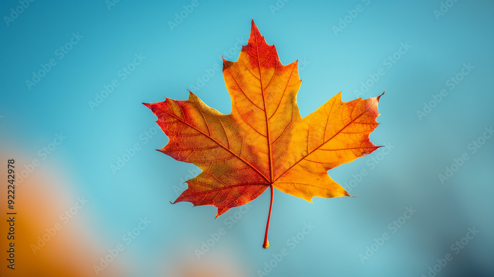 photo of an autumn red and yellow maple leaf floating in the air, with a bokeh background style, soft and blurred fall colors, creating a dreamy and elegant seasonal atmosphere photo of an autumn red and yellow maple leaf floating in the air, with a bokeh background style, soft and blurred fall colors, creating a dreamy and elegant seasonal atmosphere