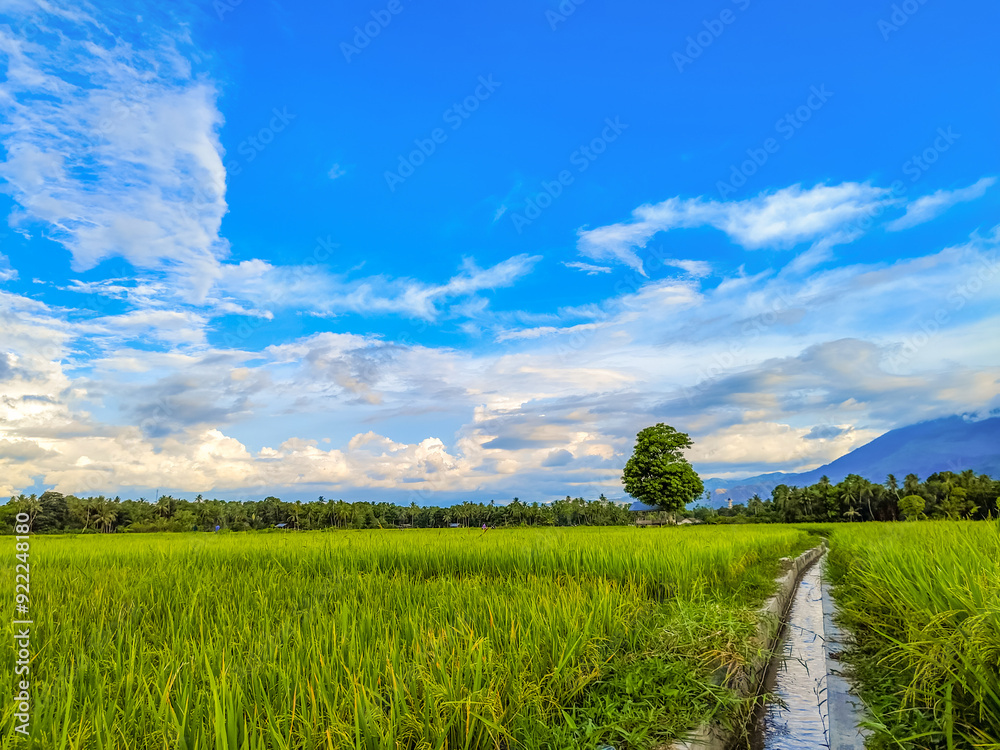 Obraz premium natural scenery of rice fields with a cloudy blue sky in the summer