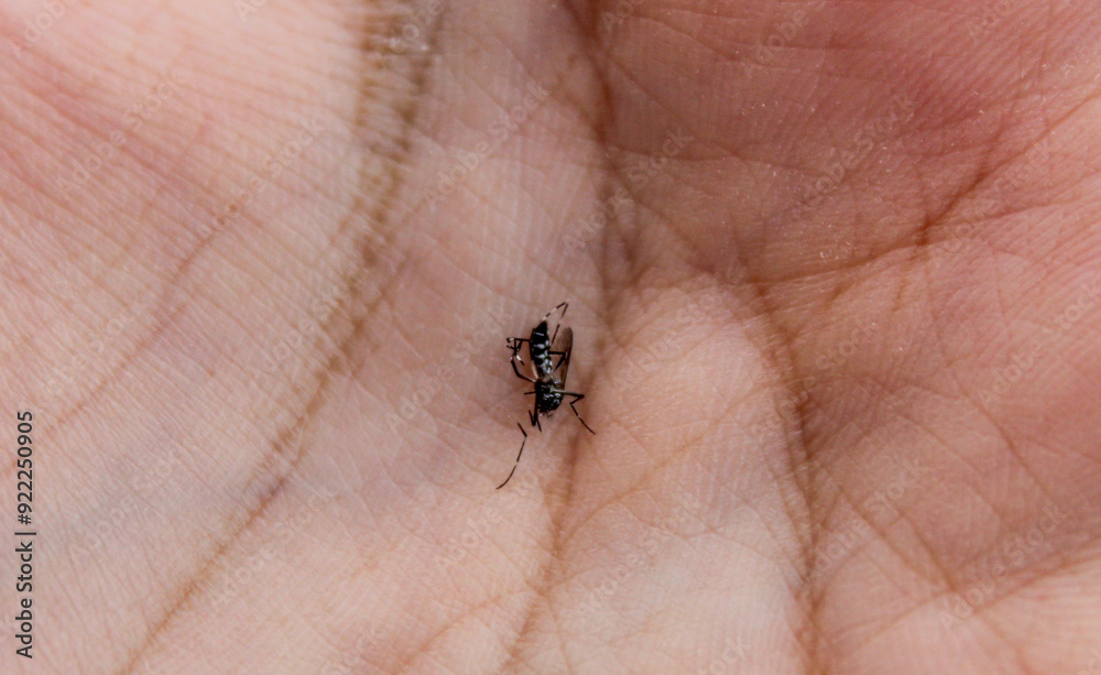 close up selective focus Aedes aegypti or albopictus mosquito on a hand that died after being patted or crushed or killed by a human close up selective focus Aedes aegypti or albopictus mosquito on a hand that died after being patted or crushed or killed by a human