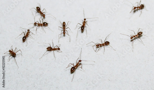 selective focus worker ants are chatting or discussing or having a meeting and their supervisor is monitoring the work of other worker ants who are working together symbolizing team work and managers