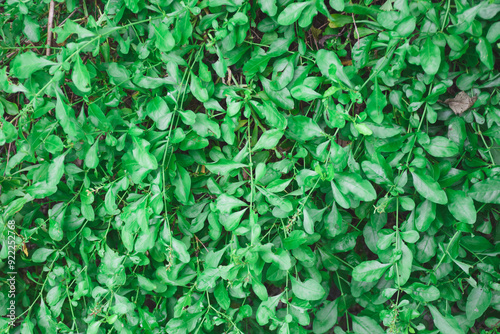 Fresh green leaves nature background