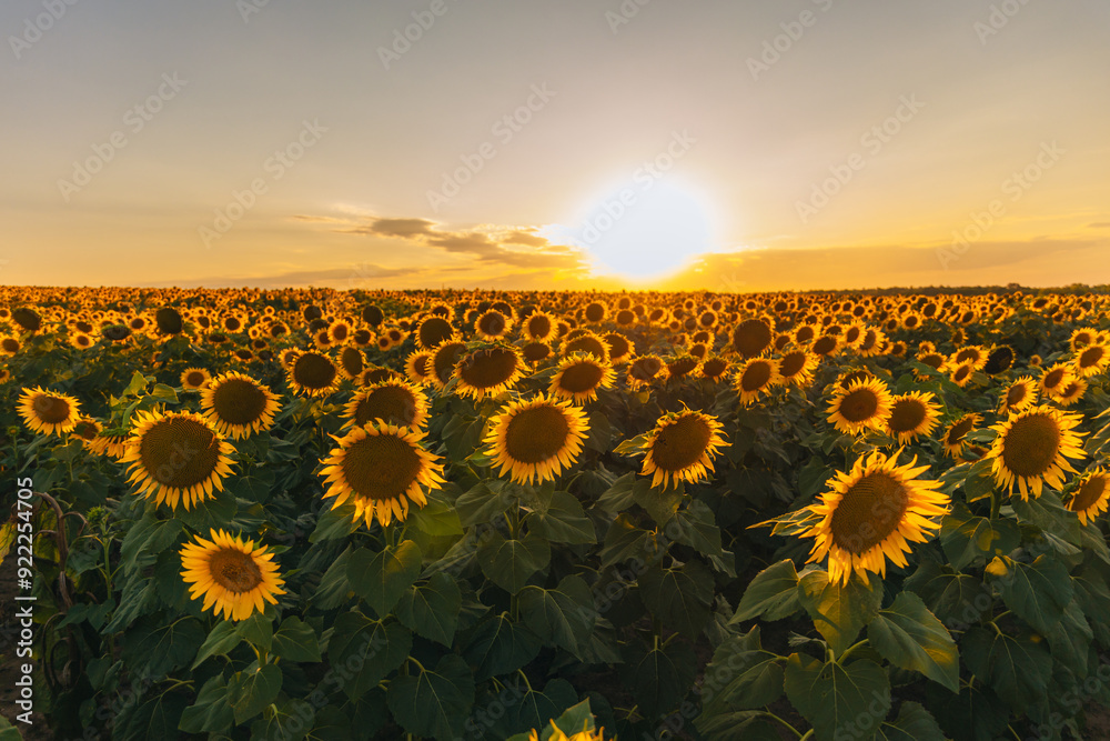 Obraz premium An endless field of sunflowers stretches to the horizon, creating the illusion of infinity. A field of sunflowers against the backdrop of sunset or sunrise. Close-up. Bright yellow flowers.