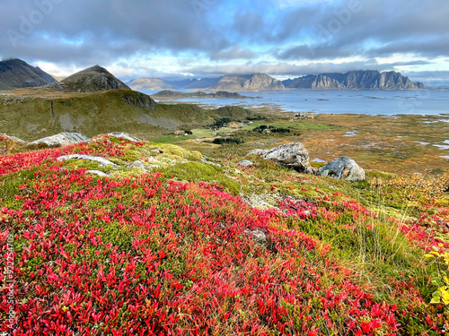 scenic view on autumnal landscape in norway  with bright red foliage  and fjorf background in Valberg - Lofoten island photo