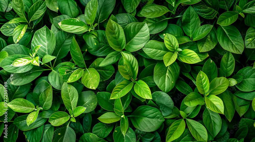 Fresh greens of leaves of a Bush of a rhododendron ,Rhododendron Bush in the Park after the rain ,beautiful green plants as a background Fresh greens of leaves of a Bush of a rhododendron ,Rhododendron Bush in the Park after the rain ,beautiful green plants as a background