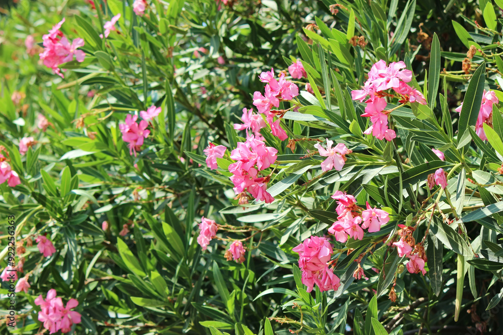 Obraz premium Pink oleander in the garden