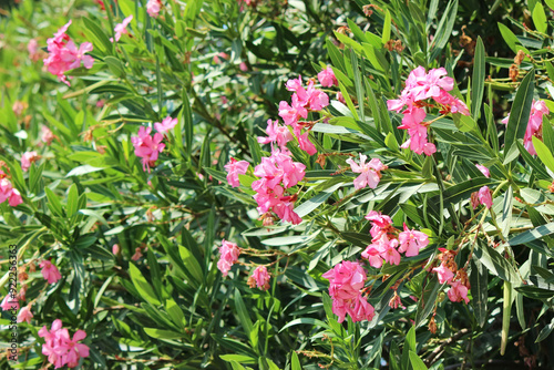 Wallpaper Mural Pink oleander in the garden Torontodigital.ca
