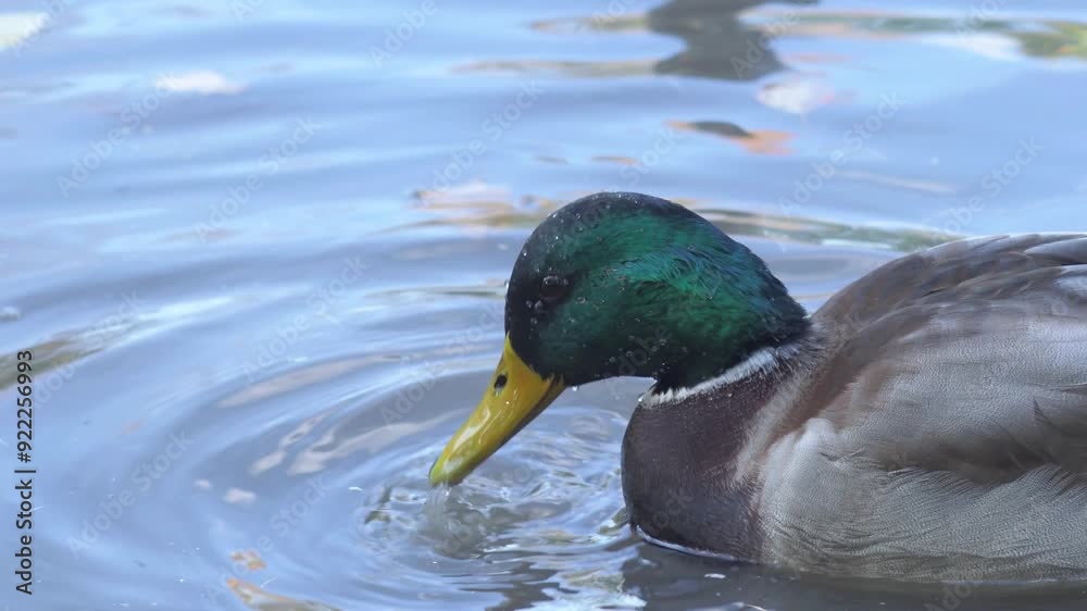 beautiful wild mallard duck mail ( anas platyrhynchos) swimming in beautiful pond at autumn. macro beautiful wild mallard duck mail ( anas platyrhynchos) swimming in beautiful pond at autumn. macro
