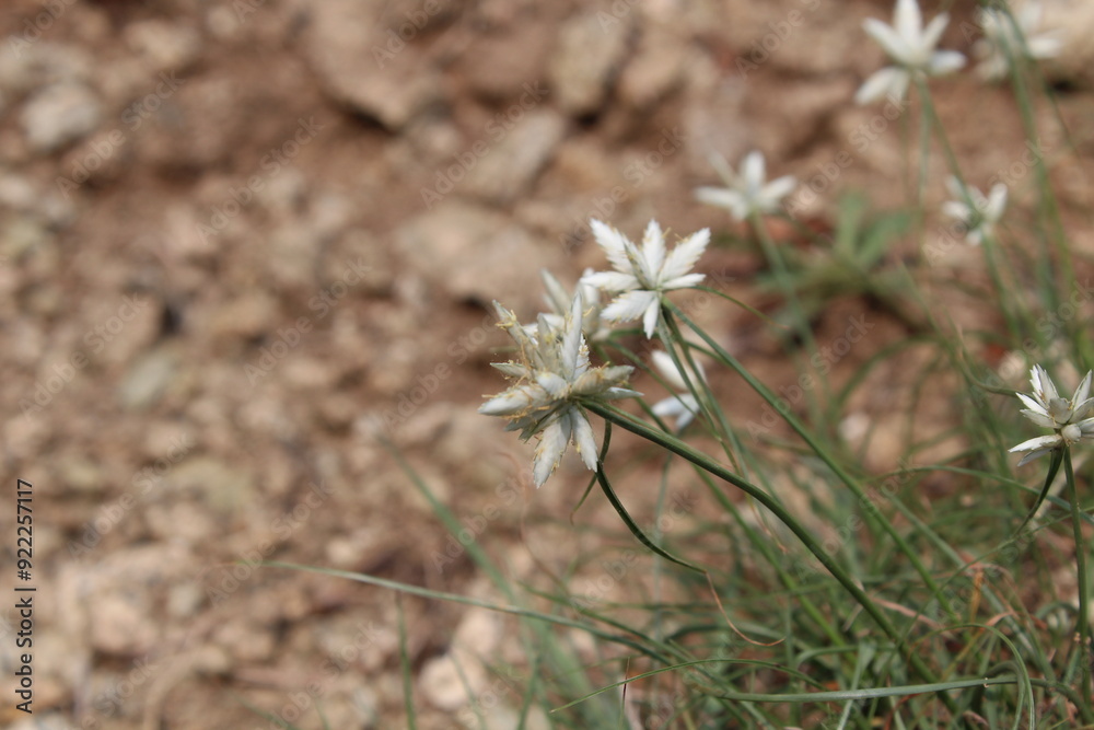  Niveus, White Flatsedge  Snow White sedge
