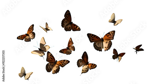 groupe de papillon 12 en vol