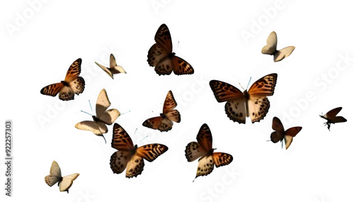 Fototapeta groupe de papillon 12 en vol