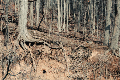 Tree roots and entrance to animal den on riverbank