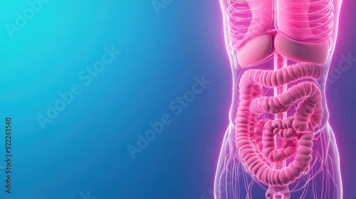 Detailed illustration of the human digestive system in vibrant colors, highlighting various organs and their anatomical structure.