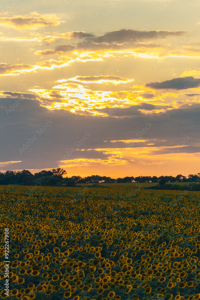 Obraz premium An endless field of sunflowers stretches to the horizon, creating the illusion of infinity. A field of sunflowers against the backdrop of sunset or sunrise. Close-up. Bright yellow flowers.
