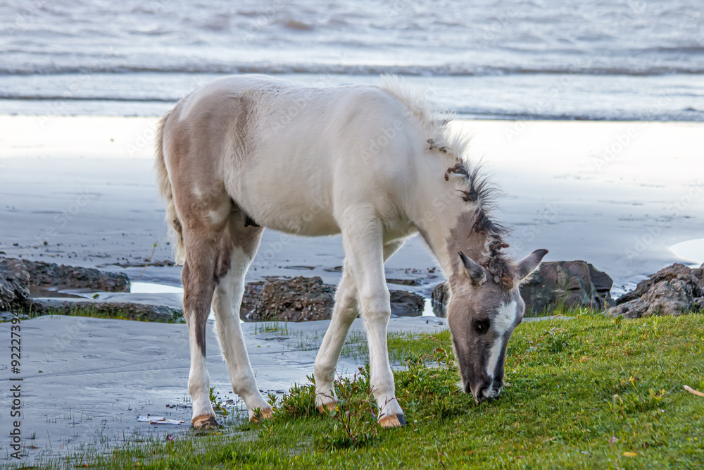 Obraz premium white horse in the water