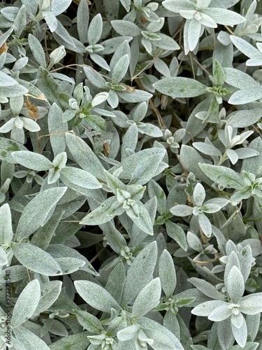 Green Leaves Pattern Background, Natural Lush Foliages of Leaf Texture
