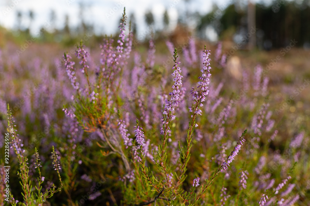 Obraz premium Blooming heather (Calluna vulgaris) forms an ecological zone in forest meadows, with vibrant evergreen shrubs that nourish birds like the corncrake across Europe and Asia.