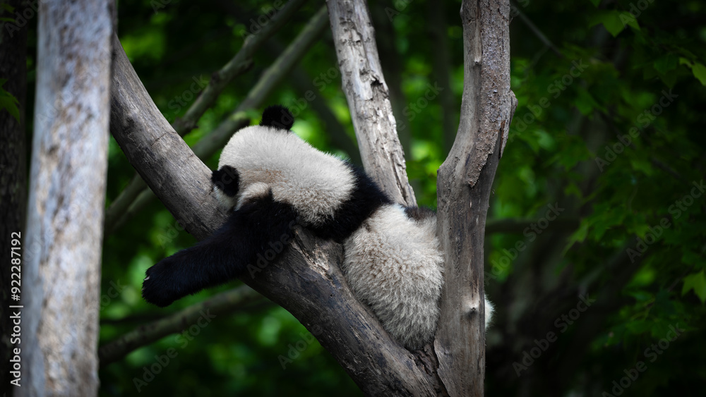 Fototapeta premium lazy panda sleeping alone in the tree branches