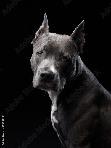 Photos A Pit Bull dog poses with a stoic expression against a black background, its muscular build and keen gaze conveying strength and alertness