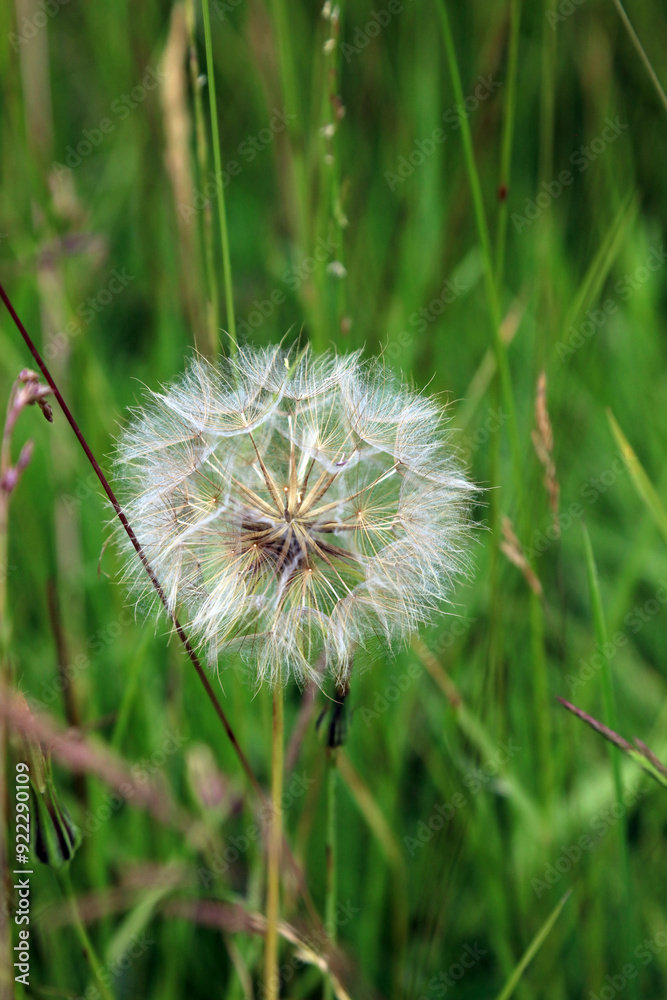 Fototapeta premium Closeup of a Goat's beard seedhead, Derbyshire England 