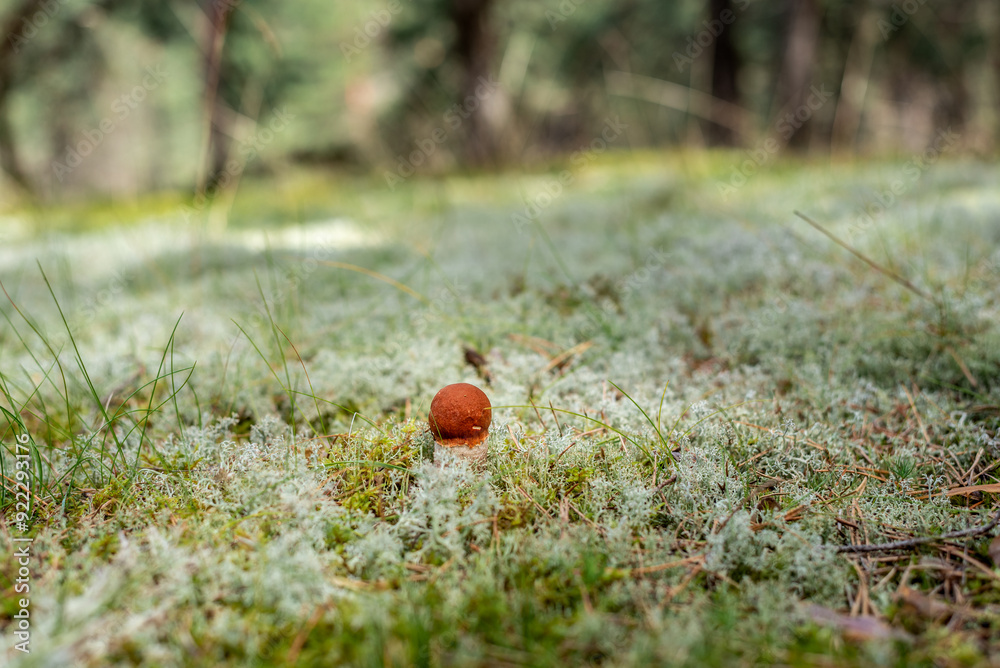 Leccinum vulpinum, commonly known as the foxy bolete is growing amoung the lichen and moss in a pine tree Leccinum vulpinum, commonly known as the foxy bolete is growing amoung the lichen and moss in a pine tree