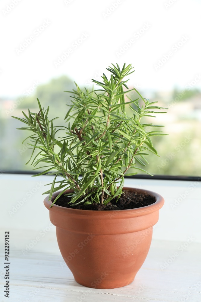 Fototapeta premium Rosemary plant growing in pot on windowsill. Aromatic herb