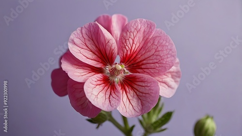 A Bright Pink Geranium Bloom On A Soft Lavender Backdr