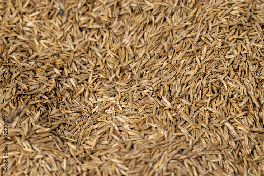 mixed seeds of perennial and annual grass for lawn mixed seeds of perennial and annual grass for lawn