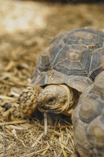 Landschildkröte photo