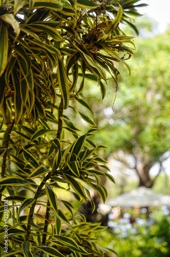 Dracaena reflexa photo