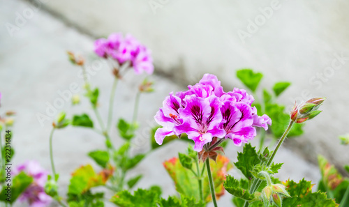 Hermosa planta con ramas verdes y flores rosadas y blancas.