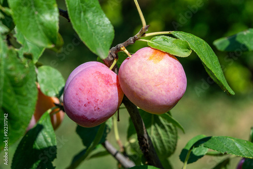 Fototapeta Naklejka Na Ścianę i Meble -  Close up of ripe plum fruits  of the variety 