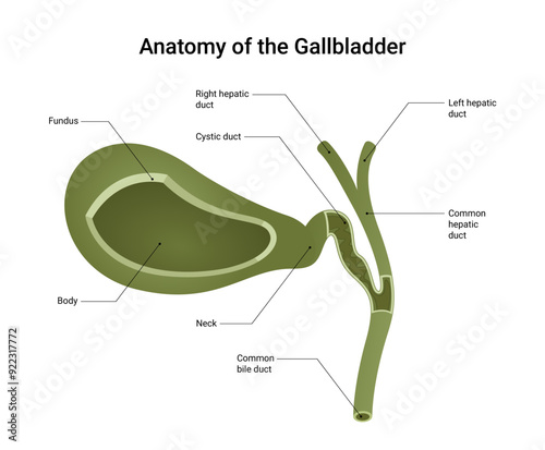 Anatomical Structure of the Gallbladder