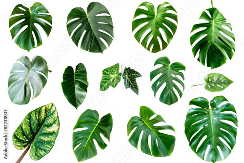 Collection of Isolated Monstera Leaves with Diverse Patterns and Shapes