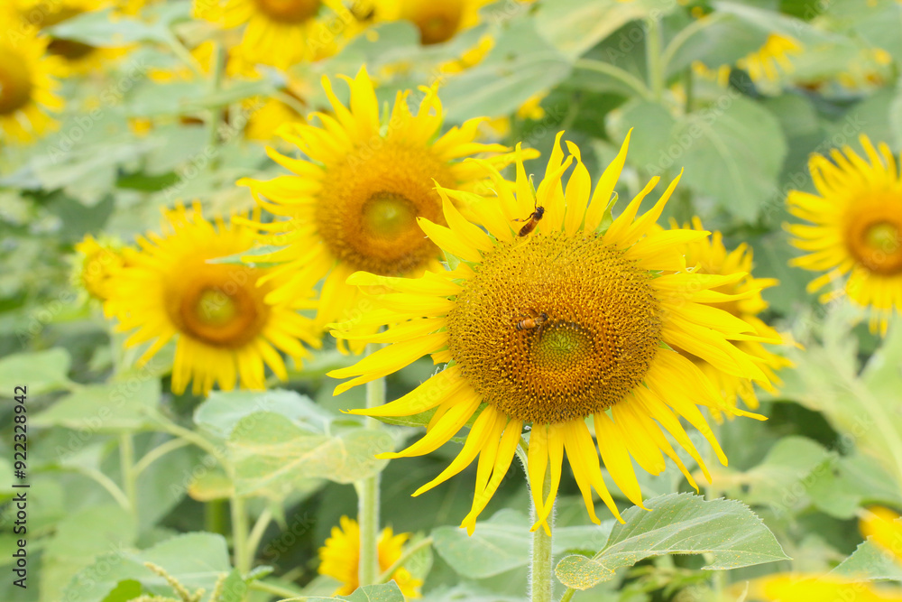 Blooming Sunflower with closeup on pollen. Blooming Sunflower with closeup on pollen.