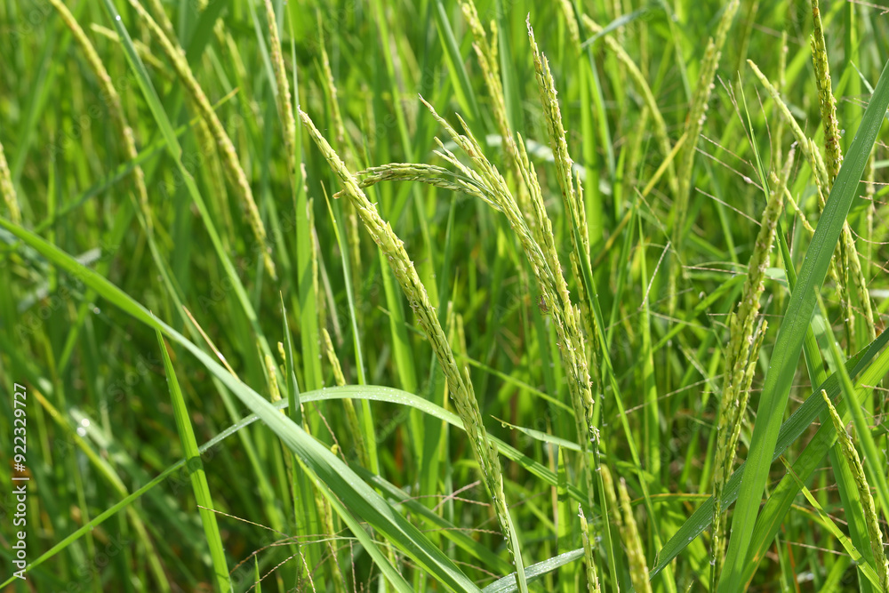 Green rice plants are about to sprout ears. Green rice plants are about to sprout ears.
