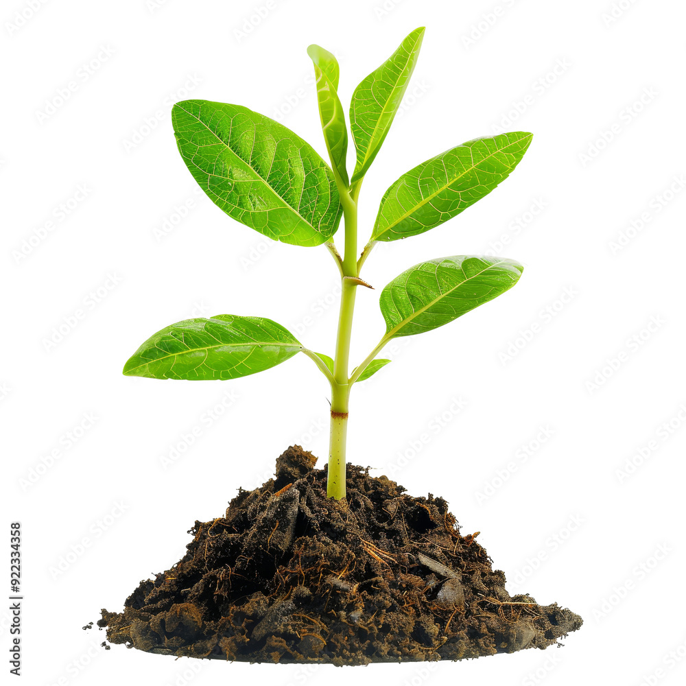 Young Green Plant Growing from Dark Soil Isolated without Background