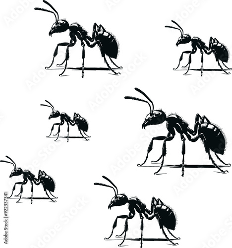 collection of ants  spider isolated on white