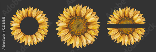 Sunflower vector illustration. Sunflower monogram frame and border in watercolor graphic style.