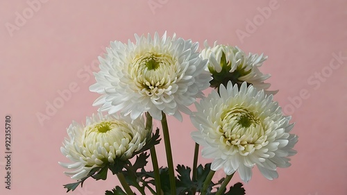 White Chrysanthemums Bloom Against A Pastel Pink Backd photo