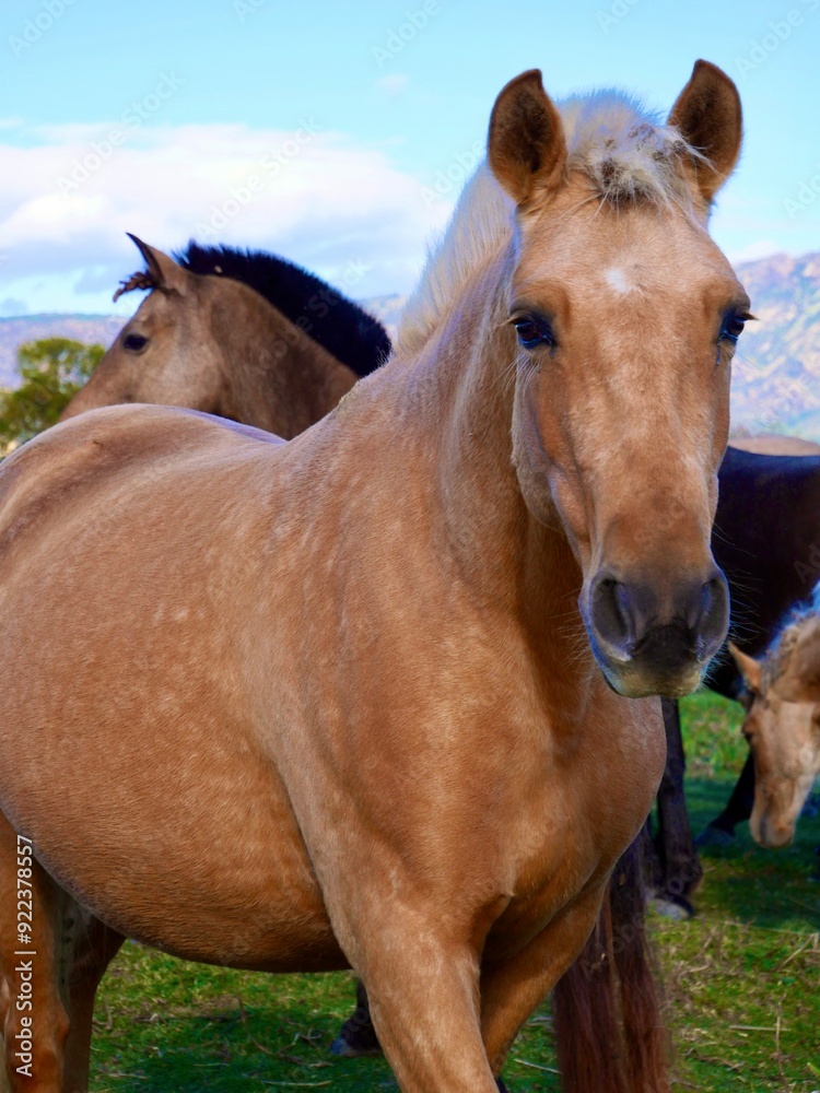 Caballos paseando en la naturaleza Caballos paseando en la naturaleza
