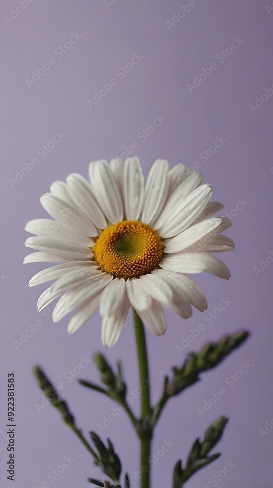 Daisy centered On A soft lavender background Daisy centered On A soft lavender background