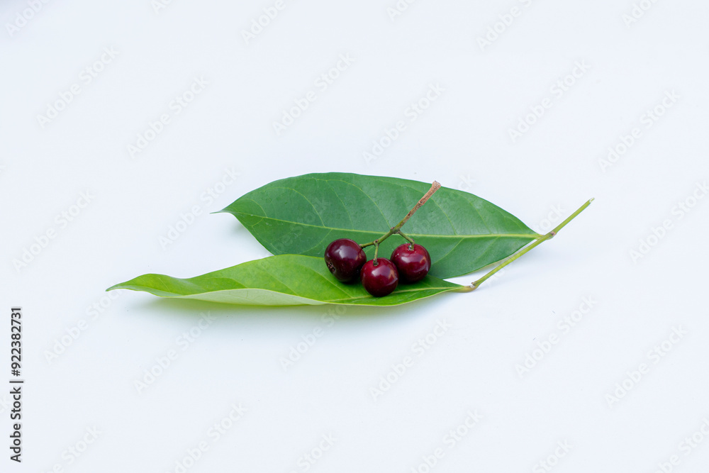Fototapeta premium Bay fruit isolated on white, alternative ingredient for herbal medicine
