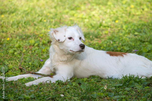 White Terrier Chewing Stick