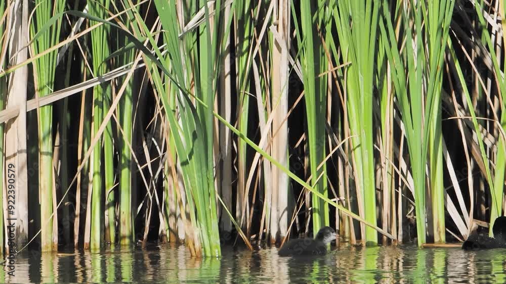 Common coot and baby chick fulica atra swimming on a lake slow motion Common coot and baby chick fulica atra swimming on a lake slow motion