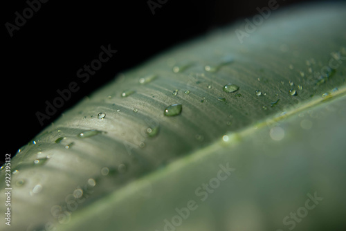 drops of dew on a leaf