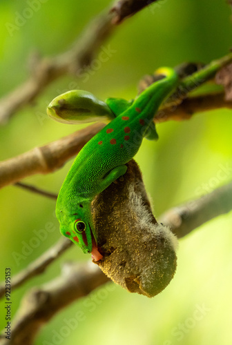 A close-up of a bright green lizard licking fruit in the jungle of Mauritius.