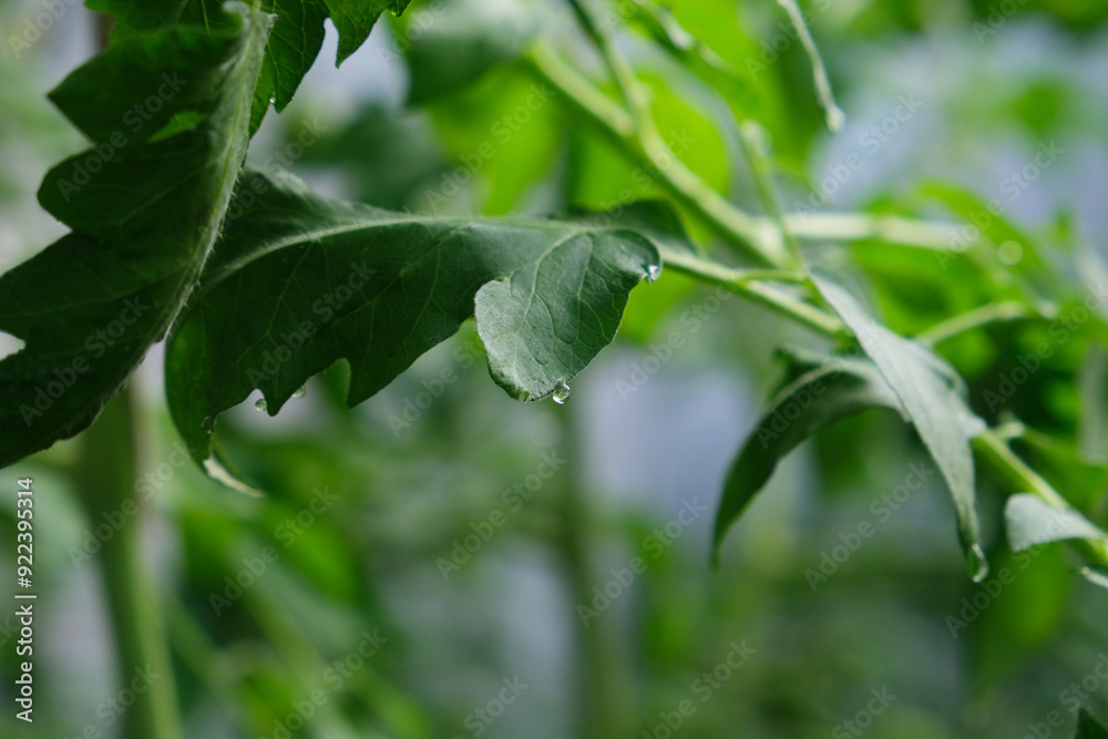 a drop of water on a tomato leaf a drop of water on a tomato leaf